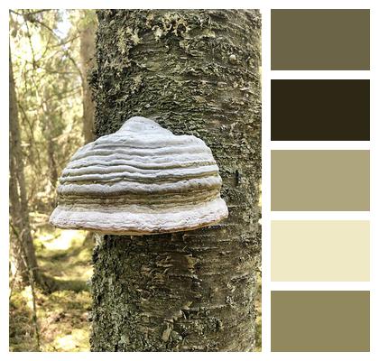 Mushroom Nature Tree Fungus Image